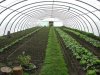 growingfood.sized.jpg