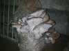 Фото000.jpg