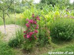 DSCF3196.jpg