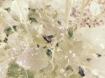 upload_2015-5-31_10-36-32.jpeg