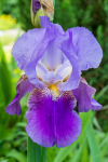 upload_2015-6-1_3-3-20.png