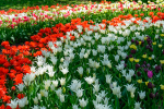 upload_2015-6-4_0-49-42.png