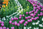 upload_2015-6-4_0-51-33.png