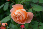 upload_2015-6-4_16-55-18.png