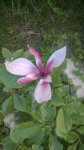 WP_20150523_003.jpg
