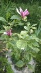 WP_20150523_004.jpg