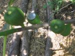 IMG_0179.JPG