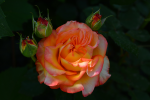 upload_2015-6-19_17-30-1.png