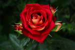 upload_2015-6-20_20-18-14.png