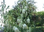IMG_0205.JPG