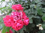 IMG_0209.JPG