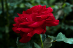 upload_2015-6-26_0-9-50.png