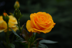 upload_2015-6-26_22-27-51.png