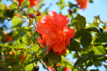 upload_2015-6-26_22-31-23.png