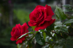 upload_2015-6-28_21-36-25.png