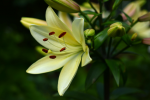 upload_2015-7-3_18-55-32.png