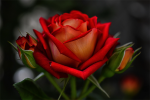 upload_2015-7-4_15-50-45.png