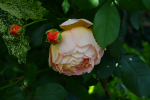 upload_2015-7-4_15-51-25.png