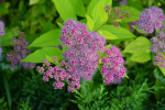upload_2015-7-7_1-0-27.png