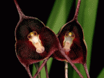 dracula_benedictii2_cdThumb.gif
