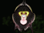 dracula_benedictii_cdThumb.gif
