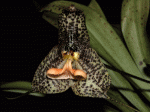 dracula_cutis-bufonis_cdThumb.gif
