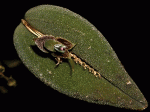 lepanthes_manabina2_cdThumb.gif