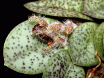 pleurothallis_crinita2_cdThumb.gif