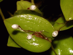 pleurothallis_niveoglobula_cdThumb.gif