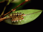 trichosalpinx_spec_cdThumb.gif
