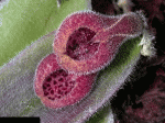 dresslerella_caesariata_cdThumb.gif