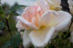 IMG_2445.jpg