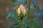 IMG_2498.jpg