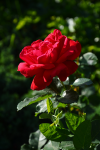 upload_2015-7-22_17-14-6.png