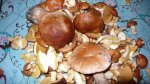 Копия P1130862.JPG