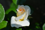 upload_2015-7-29_10-38-39.png