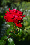 upload_2015-7-29_10-39-4.png