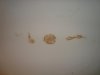 DSC01233.jpg