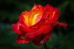 upload_2015-8-4_23-32-10.png