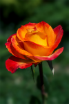 upload_2015-8-4_23-38-18.png