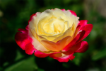 upload_2015-8-5_14-53-56.png