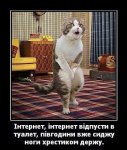 кіт.jpg