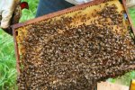 bees-6.jpg