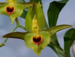 ctsm_osculatum_593.jpg