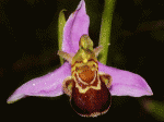 ophrys_apifera2_cdThumb.gif
