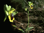 ophrys_lutea_cdThumb.gif