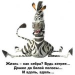 Зебра.jpg