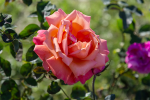 upload_2015-10-9_19-44-1.png