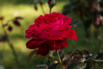 upload_2015-10-10_13-3-20.png