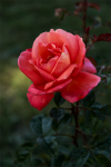 upload_2015-10-10_17-15-27.png